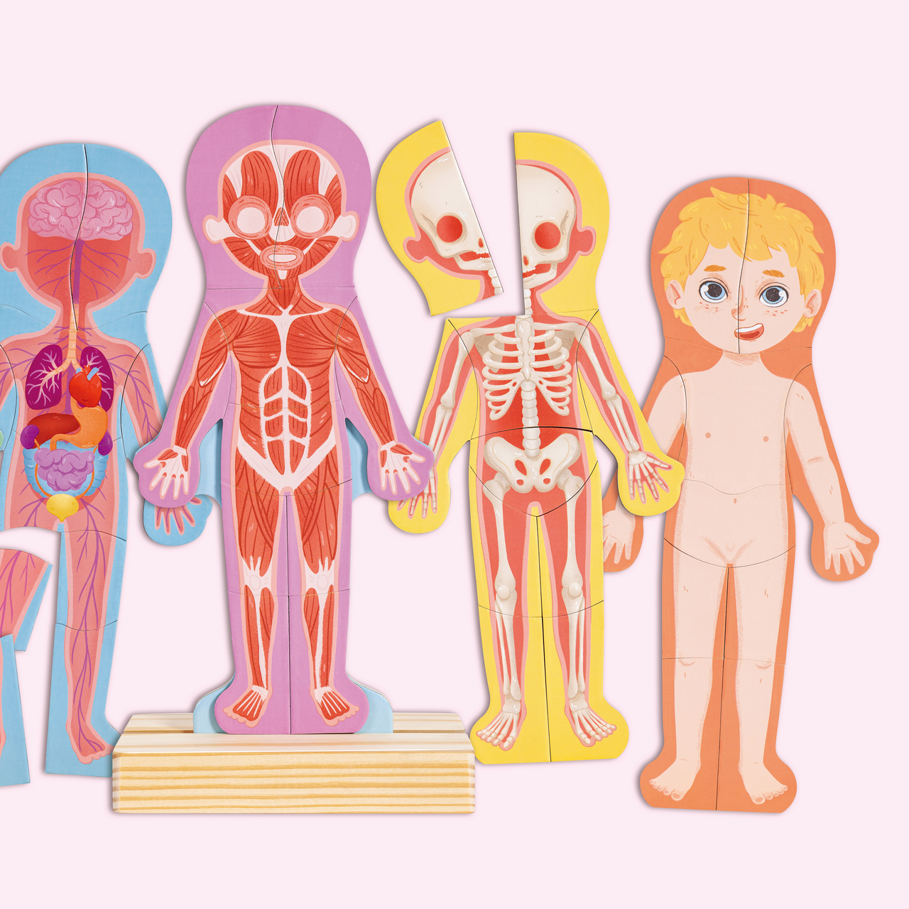 Magnetisches Puzzle Menschlicher Körper Magnetisches Puzzle Menschlicher Körper