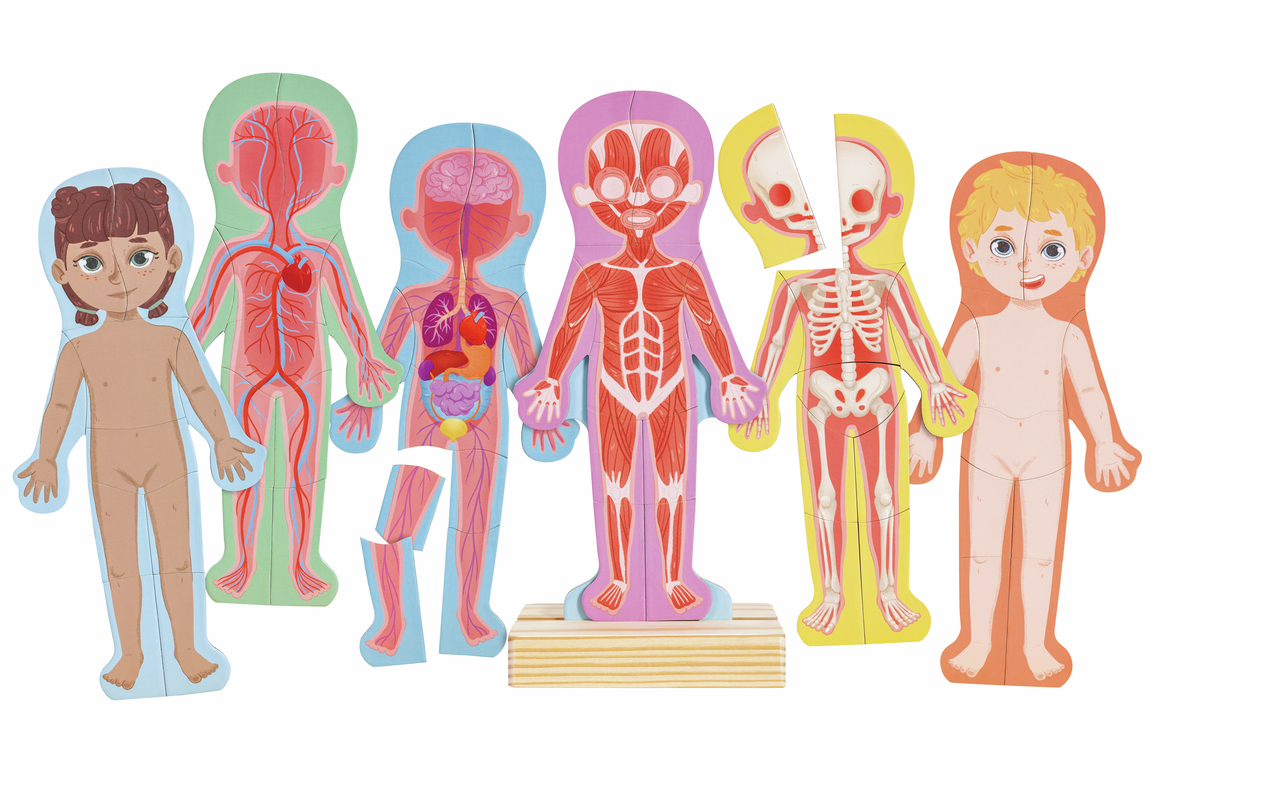 Magnetisches Puzzle Menschlicher Körper Magnetisches Puzzle Menschlicher Körper